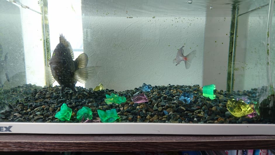 水槽の魚