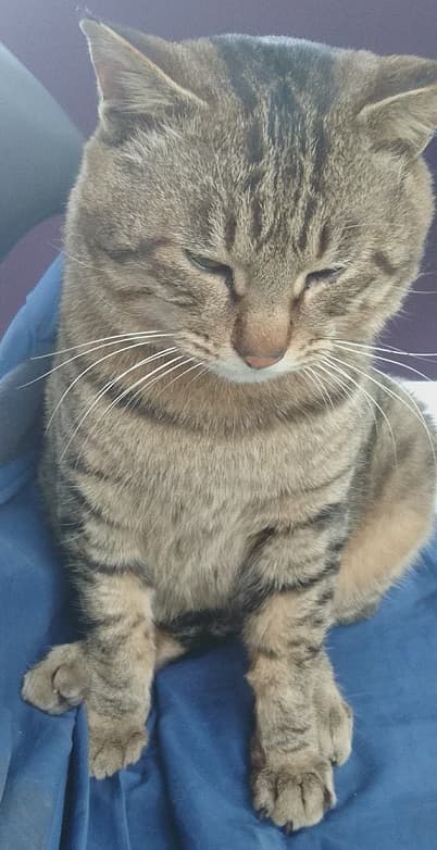 猫従業員とら吉